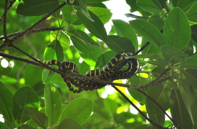 Mangrove snake