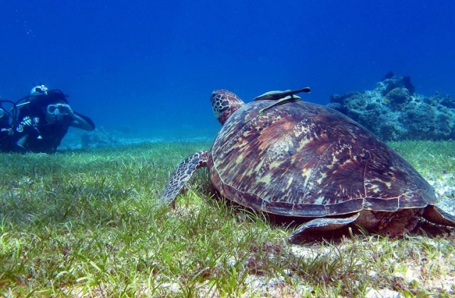 Scuba diving with sea turtles 