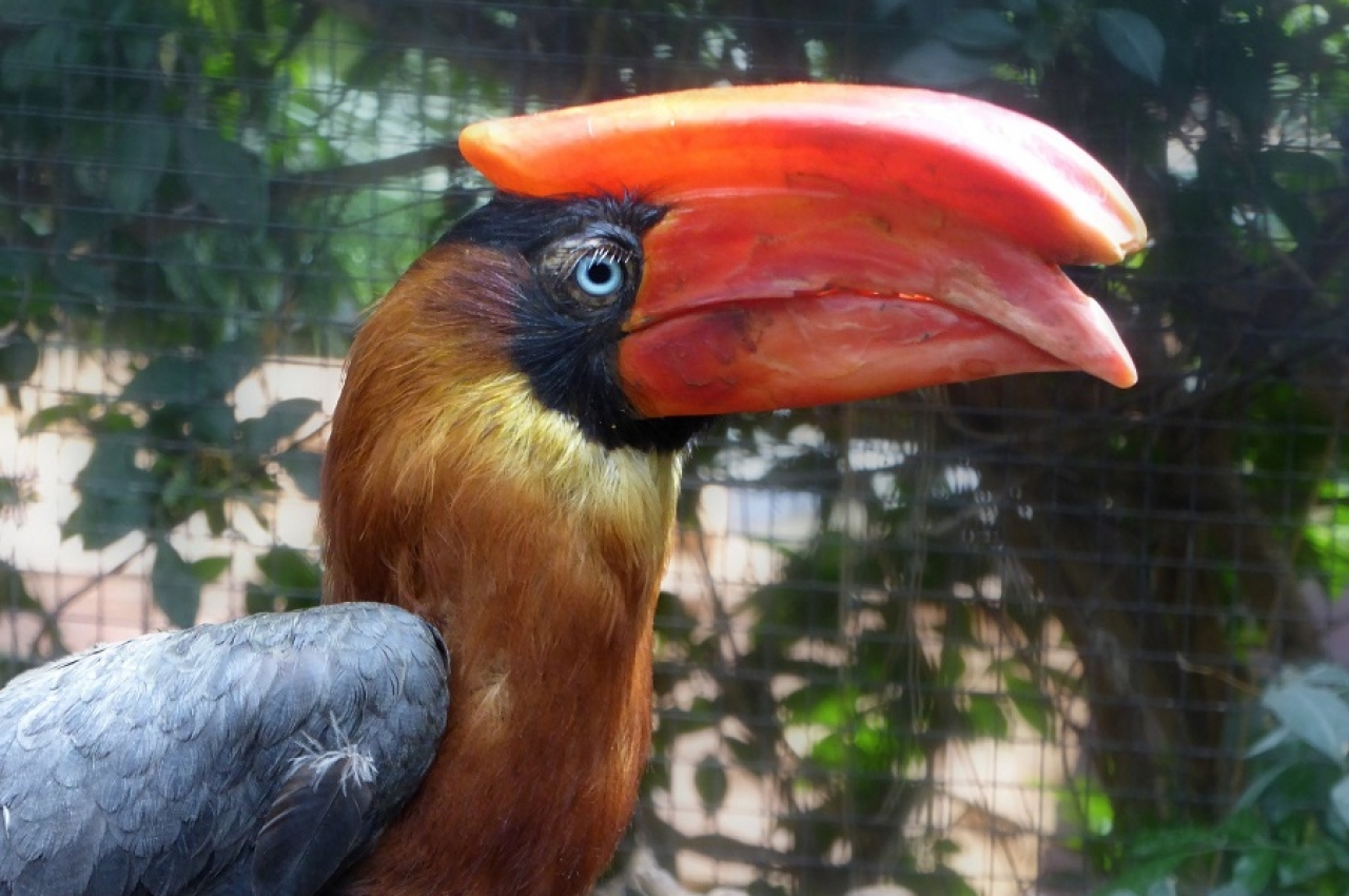 The Hornbill and Three Other Captivating Philippine Birds