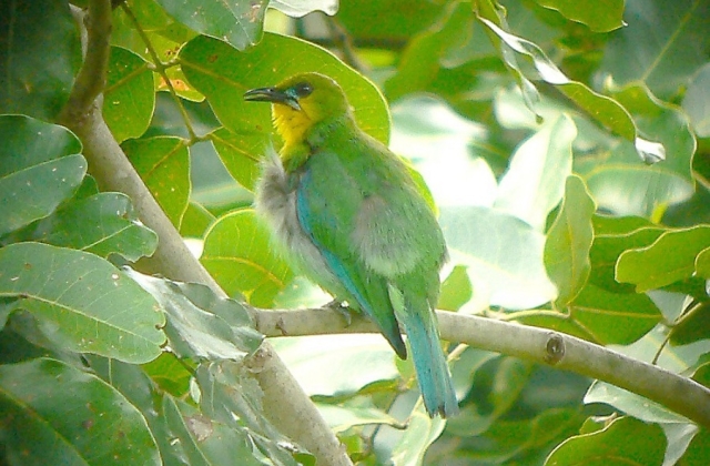 Yellow Throated Leafbird 