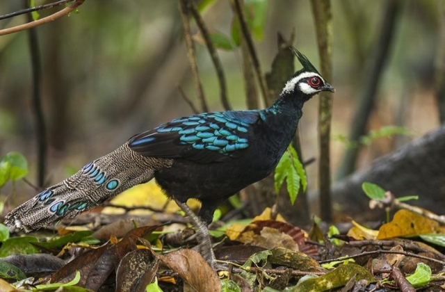 Palawan Peacock Pheasant 