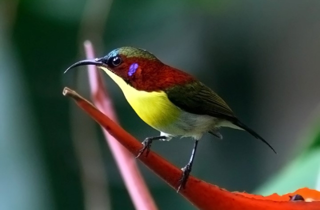 Handsome Sunbird 