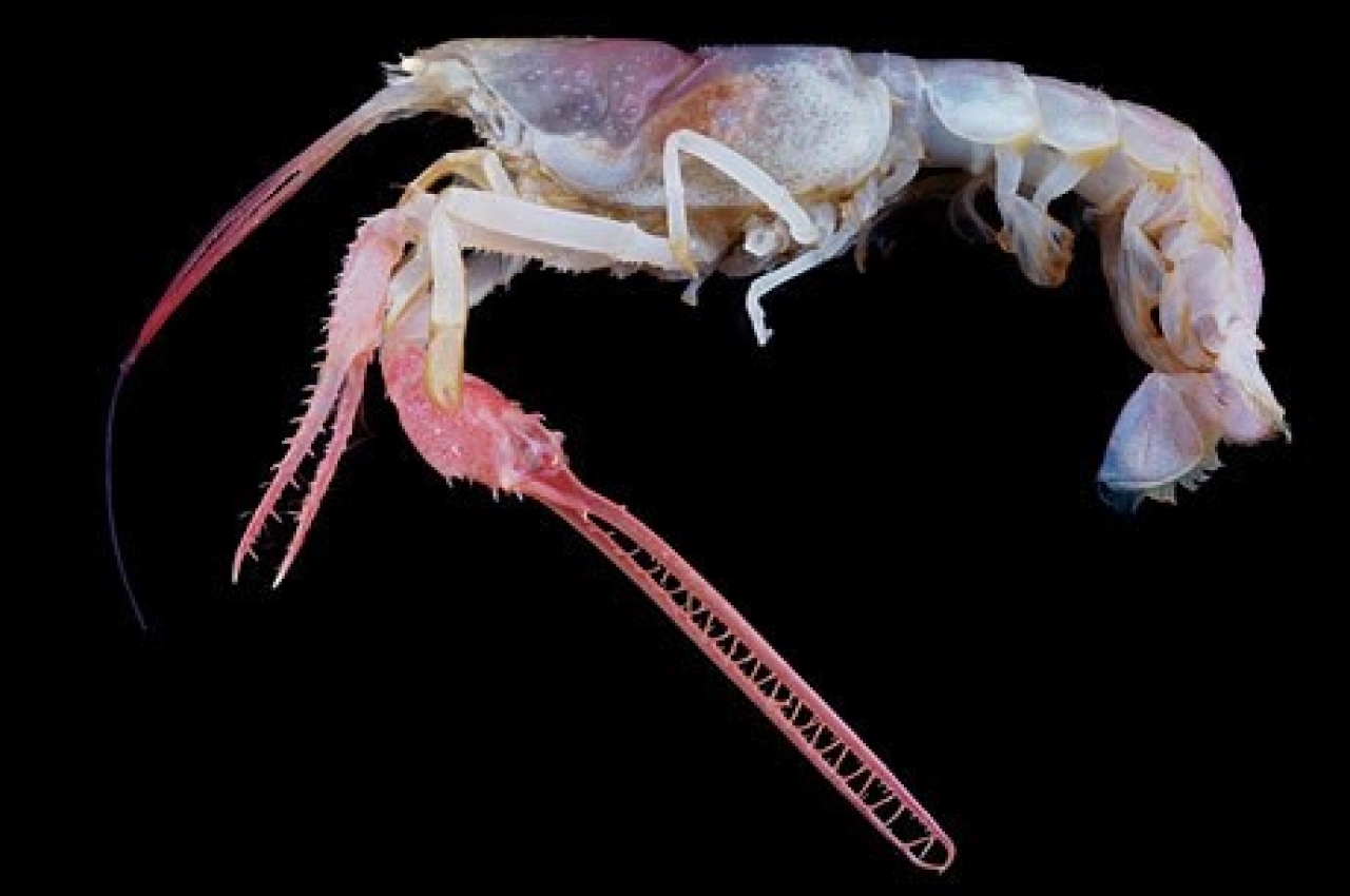 Uncharted Philippines Four Wonderfully Weird Philippine Sea Creatures
