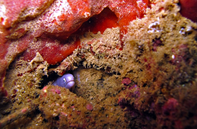 A moray eel peering from inside its coral hideout