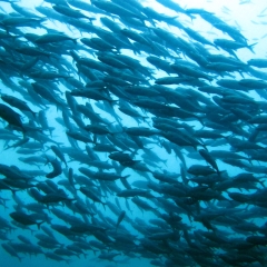 A school of Jacks at Twin Rocks dive site