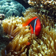 Red anemone fish