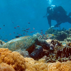 Observing a sea turtle