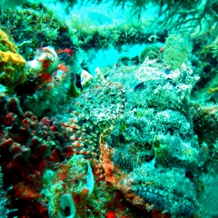 Can you spot the scorpion fish?