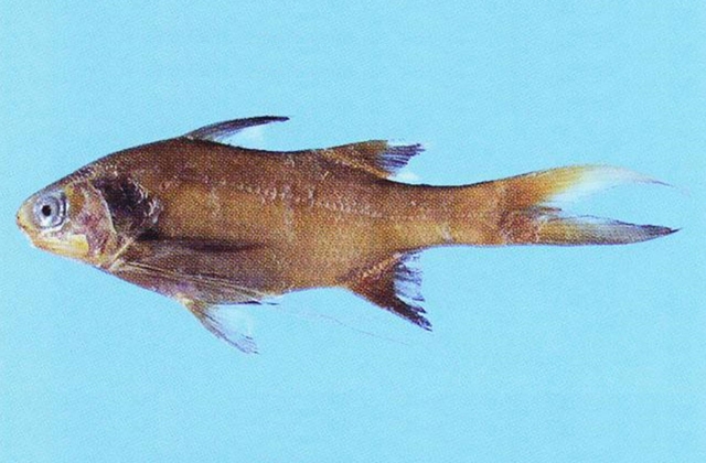 Long-limb threadfin