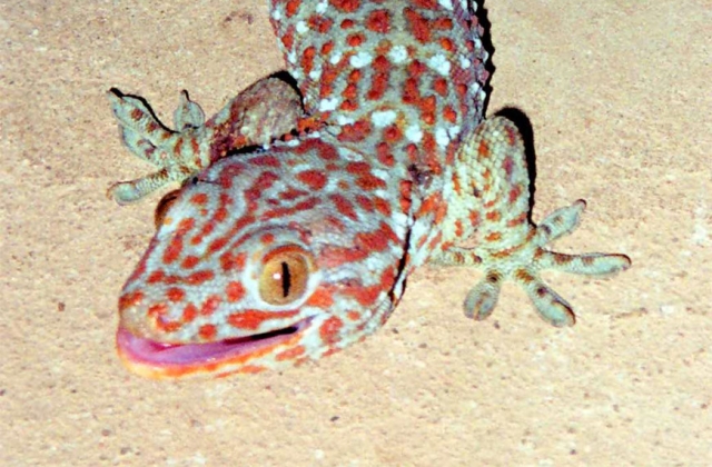 Gecko lizard