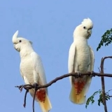 White cockatoos of Rasa island