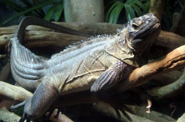 Philippine sailfin lizard