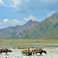 Aetas hauling bamboo on a cart drawn by a water buffalo