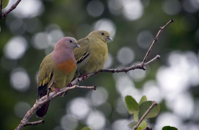 Pink-necked green pigeons