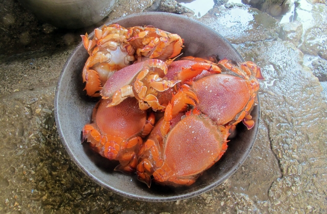 spanner crabs