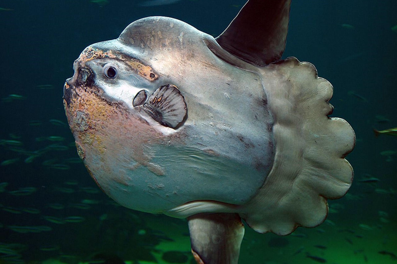 Uncharted Philippines The top four strangest, most interesting sea