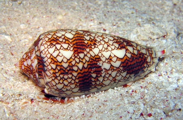 Textile cone snail