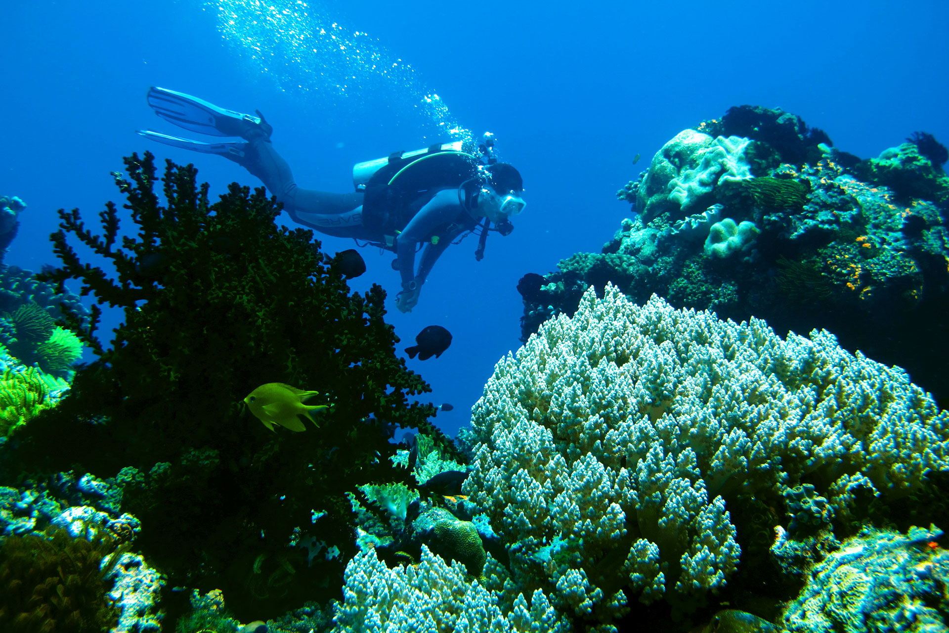 Visayas Dive Safari
