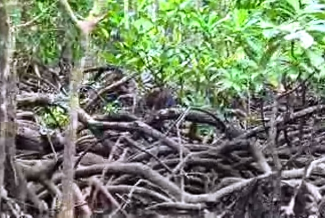Micos en el manglar en Sabang