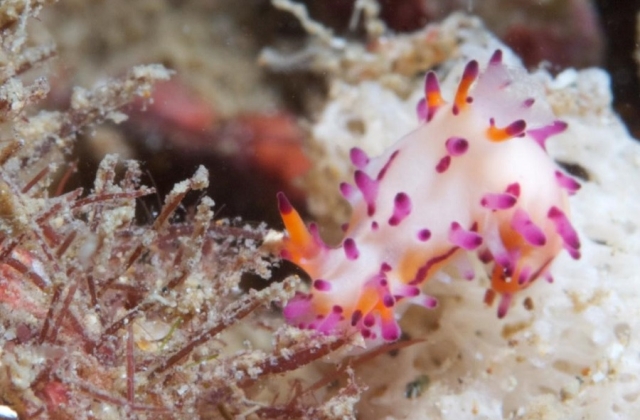 Nudibranch Sea Slug, Anilao 