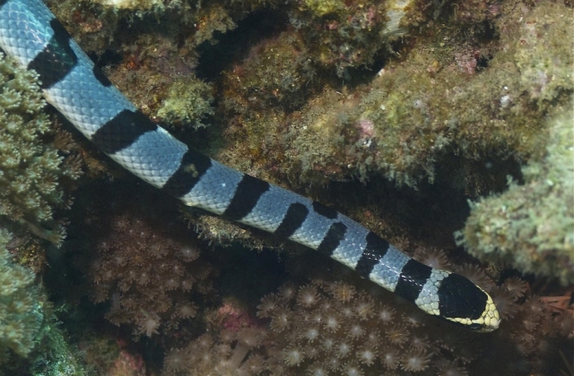 Yellow-lipped Sea Krait