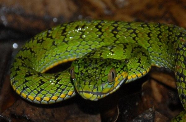 Schultze Pit Viper 