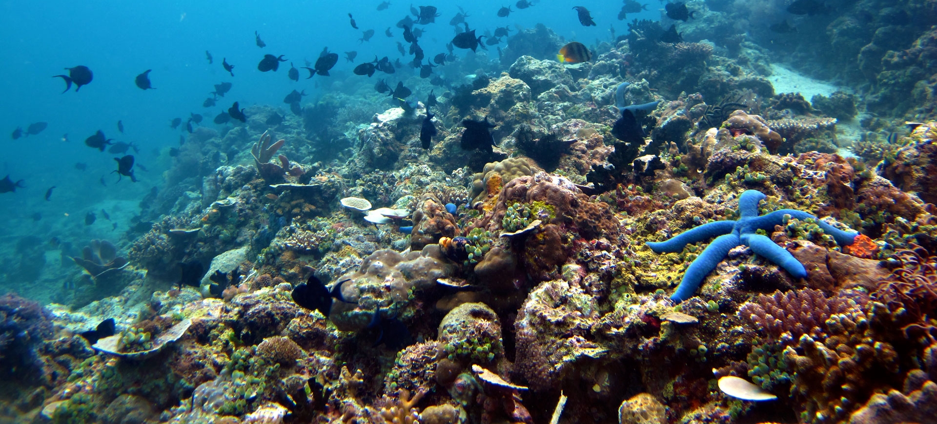 Anilao Scuba Diving Day Tour