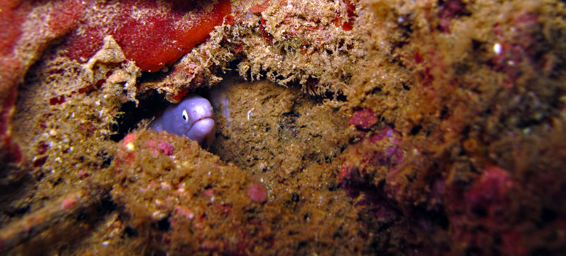 Dos Días de Buceo en Anilao