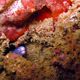 Dos Días de Buceo en Anilao