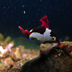 A nudibranch