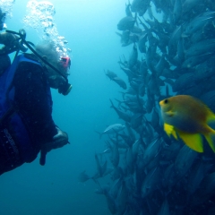 Face to face with a school of jacks