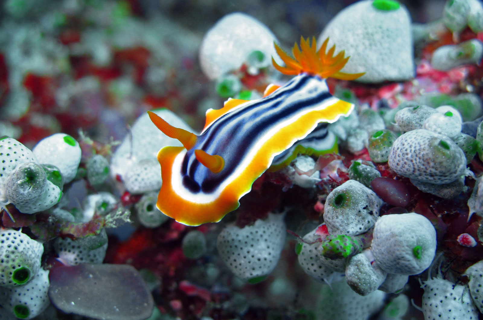 Заднежаберные моллюски. Морской Голожаберный моллюск голубой дракон. Nudibranch Филиппины. Заднежаберные. Nudibranch best photos.