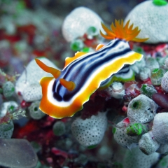 Nudibranquio