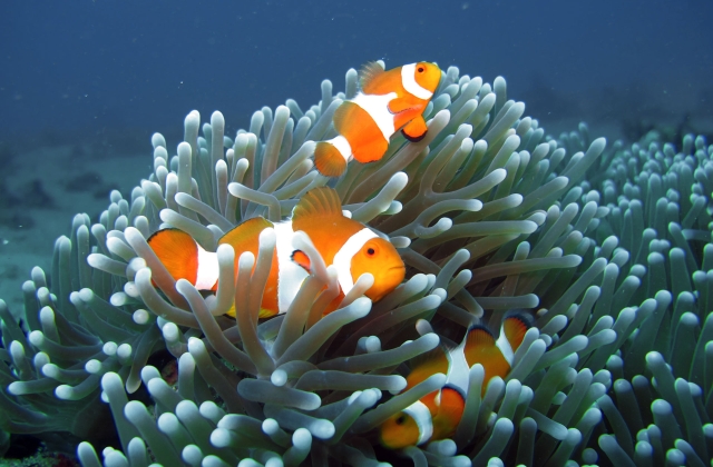 Clown anemone fish