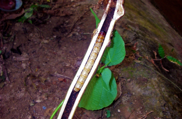 larva de escarabajo