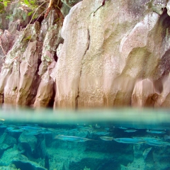 Peces aguja en el Lago Kayangan