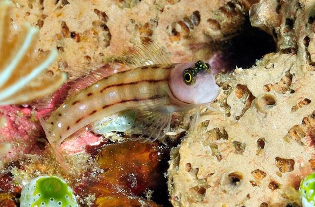 Kurt’s coral blenny