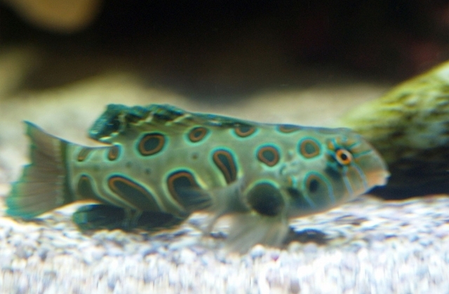 Picturesque dragonet