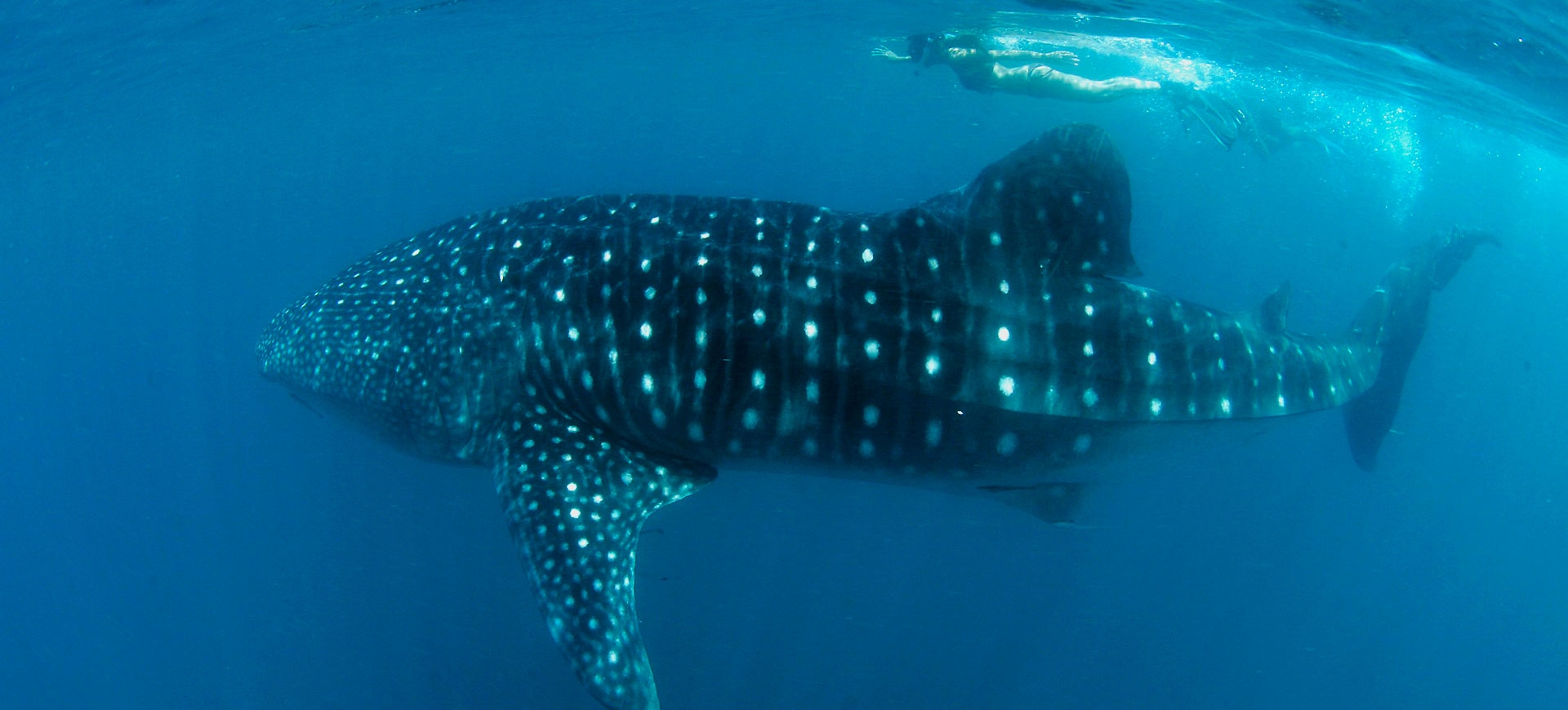 Nadando con los Tiburones Ballena en Donsol