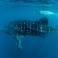 Nadando con los Tiburones Ballena en Donsol