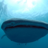 Whale sharks and fireflies