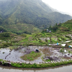 Terrazas de arroz en Batad, Banaue, Provincia Ifugao