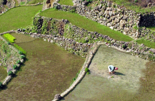 Un agricultor tiende a las terrazas de arroz