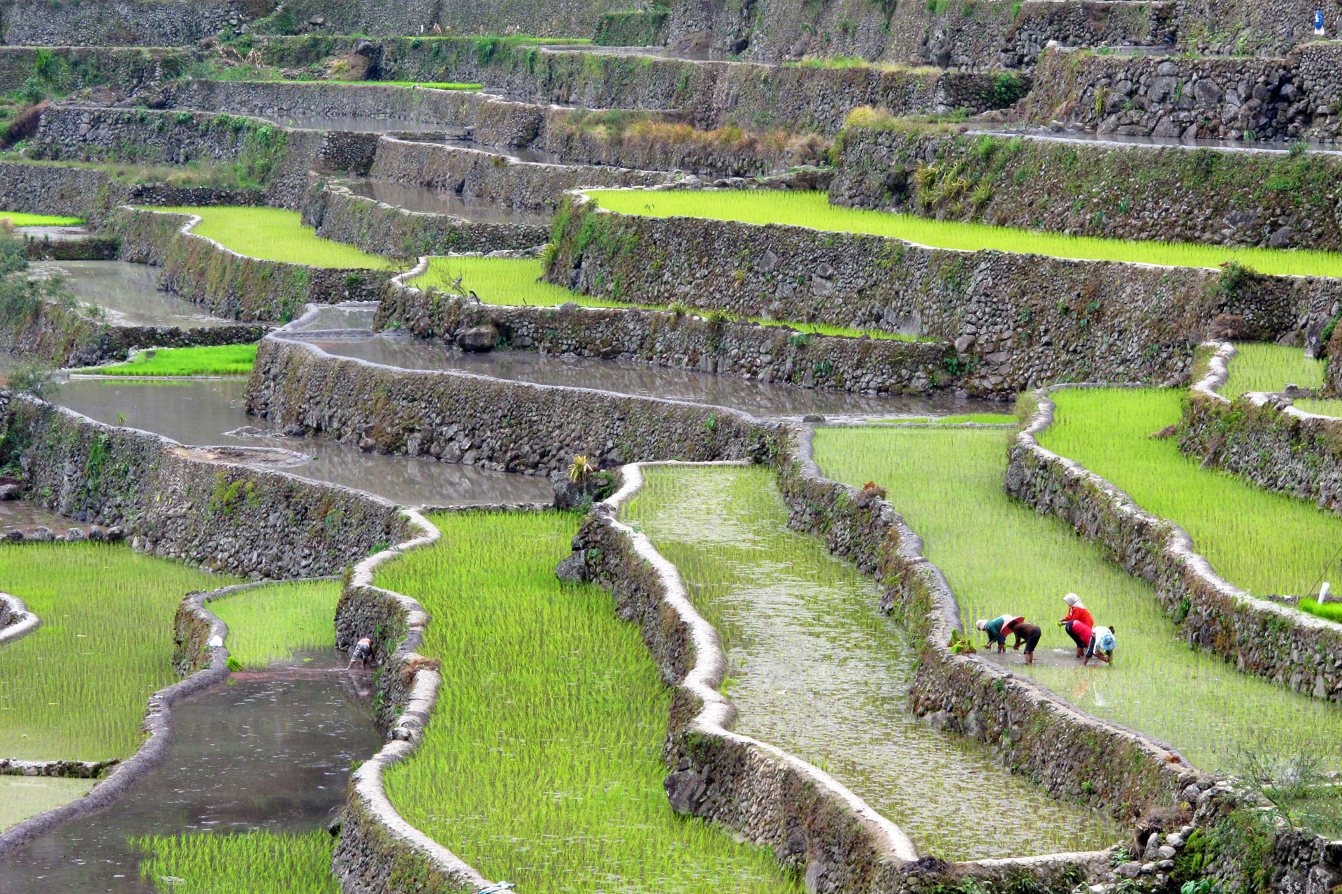 Randonnée à Travers les Villages en Ifugao