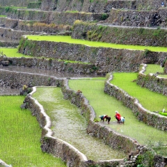 Agricultores trabajando en las terrazas de arroz