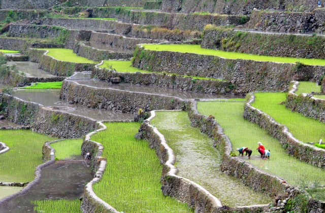 Bauern arbeiten auf den Reisterrassen