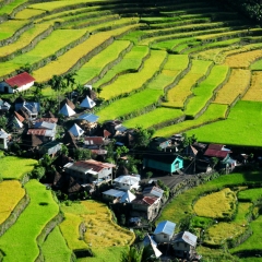 Les terrasses de riz de Batad