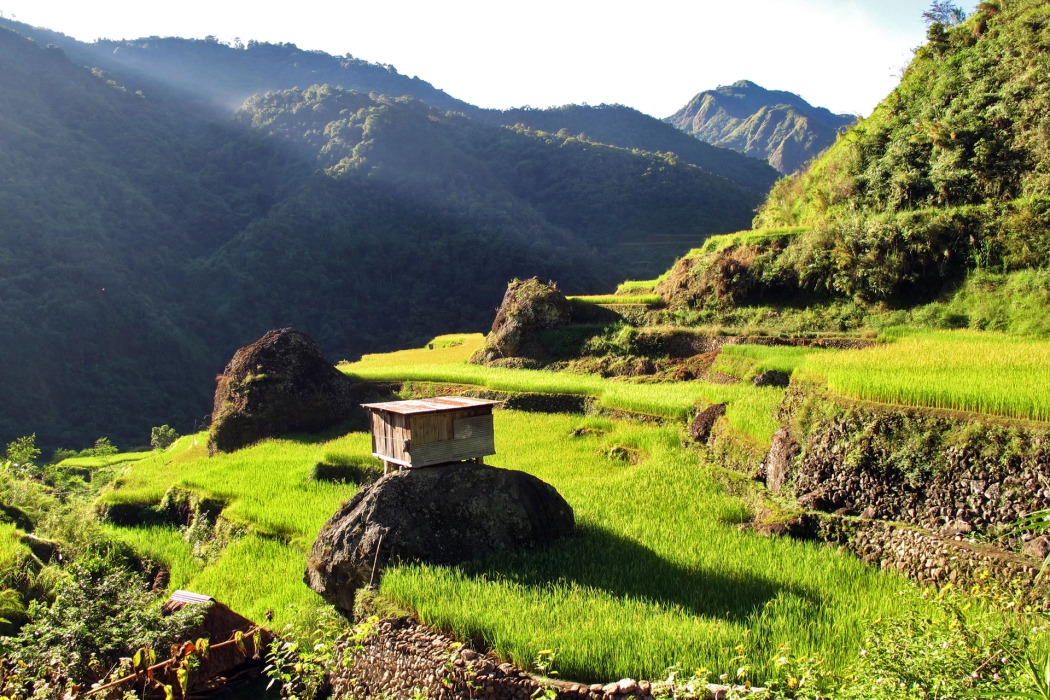 Rice farmer's shack