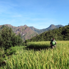 Hiking alongside rice stalks