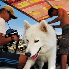 Embarque el barco para la isla Palaui
